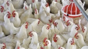 أسعار الفراخ اليوم في مصر تتراجع بشكل محدود الثلاثاء 16 ديسمبر 2025 1